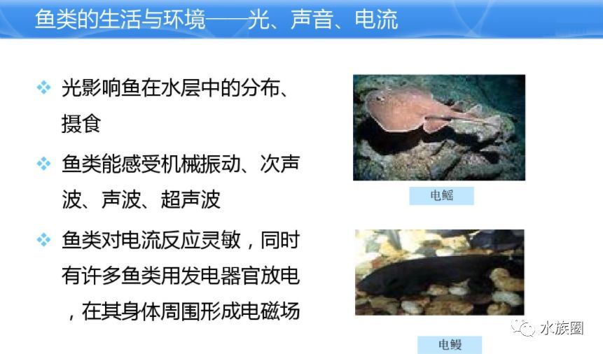 水族馆鱼类介绍大全视频讲解（“水族馆鱼类介绍大全视频讲解详情”视频讲解详情） 水族馆百科（水族馆加盟） 第4张