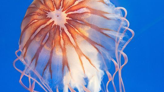 开一家水族馆能挣钱吗多少钱啊（开一家水族馆是否能挣钱，以及能赚多少钱，取决于多个因素）