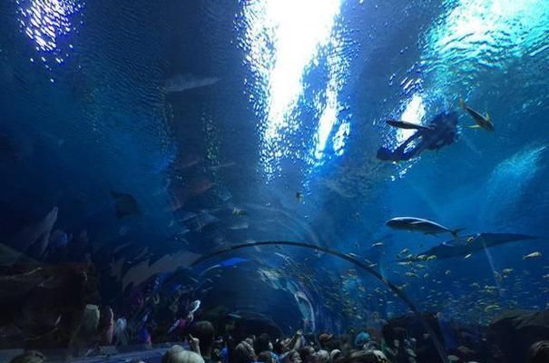 水族馆要多少钱一平方米（开设水族馆的成本和潜在风险） 水族馆百科（水族馆加盟） 第5张