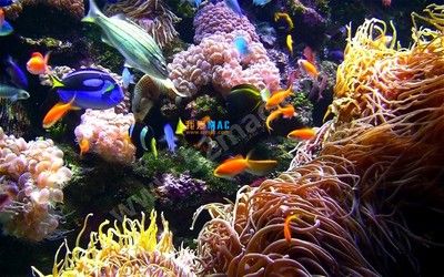 安卓水族馆动态壁纸破解（安卓水族馆动态壁纸）