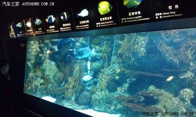 水族馆背后的秘密（《诡异水族馆》） 水族馆百科（水族馆加盟） 第4张