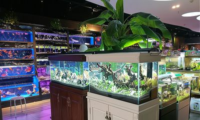 开一个水族馆挣钱吗多少钱啊知乎（中小型水族馆投资） 水族馆百科（水族馆加盟） 第5张