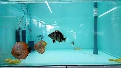 水族馆加盟条件及费用标准表（水族馆加盟条件包括对品牌的高度认可、具备一定资金实力） 水族馆百科（水族馆加盟） 第4张