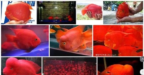 六角龙鱼怎样养殖（-六角龙鱼的养殖技巧和注意事项） 水族问答 第1张