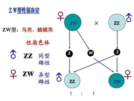 如何鉴别燕窝的真伪？（如何鉴别燕窝的真伪）