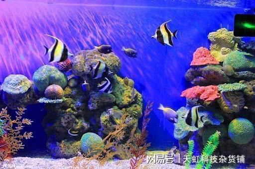 水族馆内岩石造景建议（水族箱岩石造景案例分享：水族箱岩石造景风水讲究）