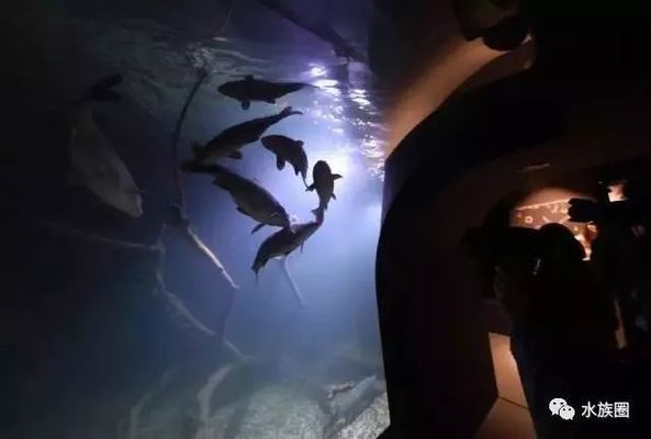 水族馆内岩石造景建议（水族箱岩石造景案例分享：水族箱岩石造景风水讲究） 水族馆百科（水族馆加盟） 第5张