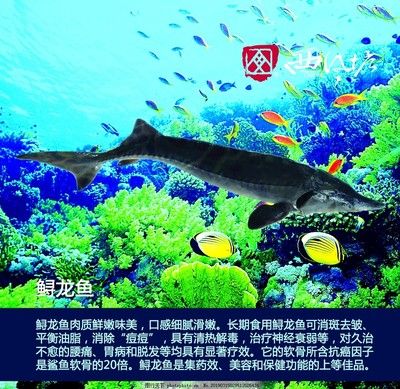 水族馆里一般都有什么鱼（水族馆的鱼类种类）