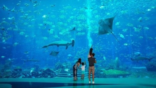 海南的水族馆（三亚亚特兰蒂斯水族馆） 水族馆百科（水族馆加盟） 第3张