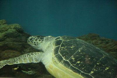 开一家水族馆需要准备什么东西（开一家水族馆需要准备什么？） 水族馆百科（水族馆加盟） 第4张