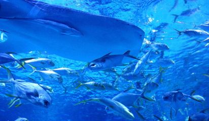 水族馆开店流程图片真实（水族馆开店流程） 水族馆百科（水族馆加盟） 第5张