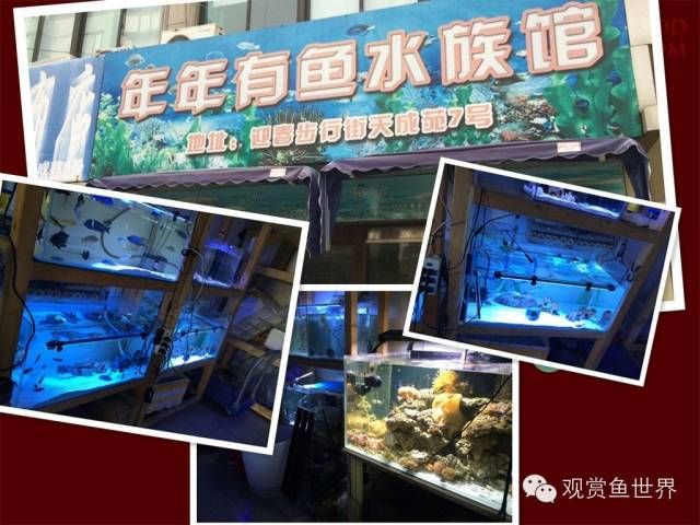 水族馆常卖的鱼（水族馆常卖的鱼类） 水族馆百科（水族馆加盟） 第4张