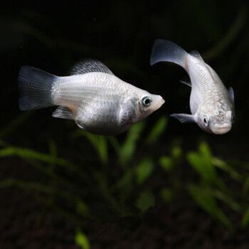 水族馆都是卖什么的（水族馆的销售内容丰富多样） 水族馆百科（水族馆加盟） 第4张