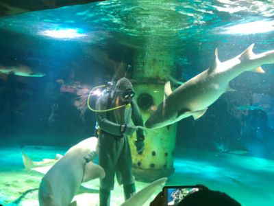 水族馆服务员累吗（水族馆服务员的职业晋升路径） 水族馆百科（水族馆加盟） 第5张