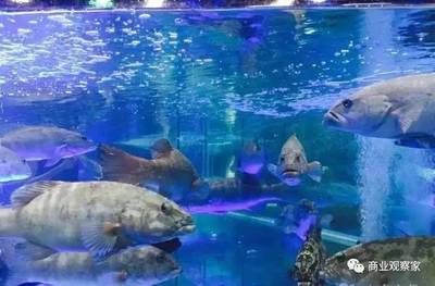 开水族馆需要多少钱费用（开一个水族馆需要多少费用） 水族馆百科（水族馆加盟） 第4张