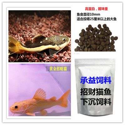 炮弹头过背金龙鱼（炮弹头过背金龙鱼是一种怎样的体验？） 水族问答 第2张