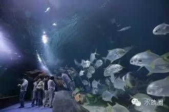 水族馆名称大全图片（世界著名水族馆排名悉尼水族馆、新加坡水族馆、新加坡水族馆） 水族馆百科（水族馆加盟） 第5张