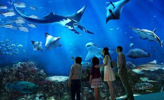 水族馆名称大全图片（世界著名水族馆排名悉尼水族馆、新加坡水族馆、新加坡水族馆）