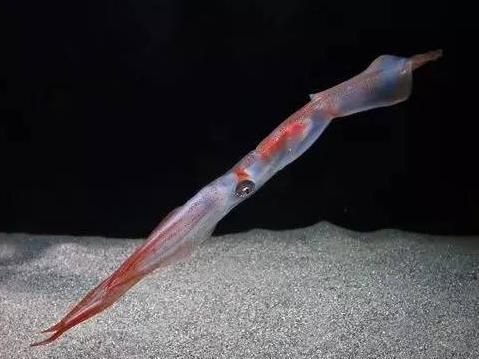 水族馆里有什么东西（水族馆是一个展示多种海洋生物的场所）