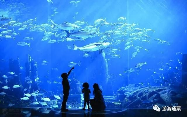 海南的水族馆哪个好玩（三亚亚特兰蒂斯水族馆门票价格）