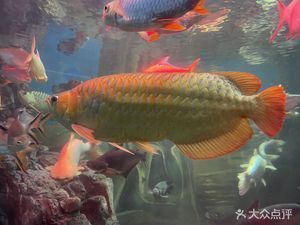 水族馆位置（吉隆坡云浮水族馆）