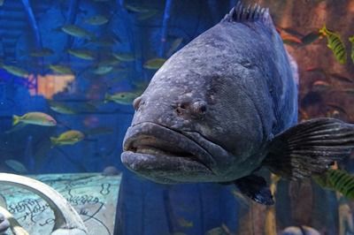 水族馆进货渠道图片（水族馆如何挑选优质鱼苗） 水族馆百科（水族馆加盟） 第5张