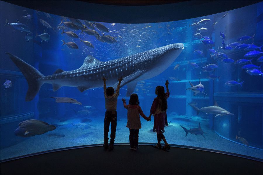 开一个水族馆需要什么手续（开设一个水族馆所需的手续） 水族馆百科（水族馆加盟） 第4张