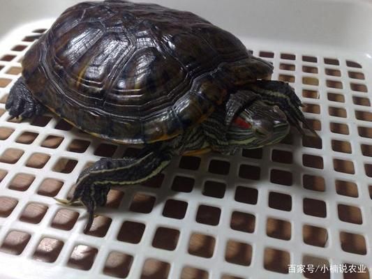 连云港金龙鱼水族馆地址查询（连云港金龙鱼水族馆地址查询方法） 水族问答 第2张