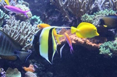 水族馆加盟代理怎么样啊赚钱吗多少钱（水族馆加盟代理是一个具有潜力的商业机会，水族馆营销策略分享） 水族馆百科（水族馆加盟） 第5张