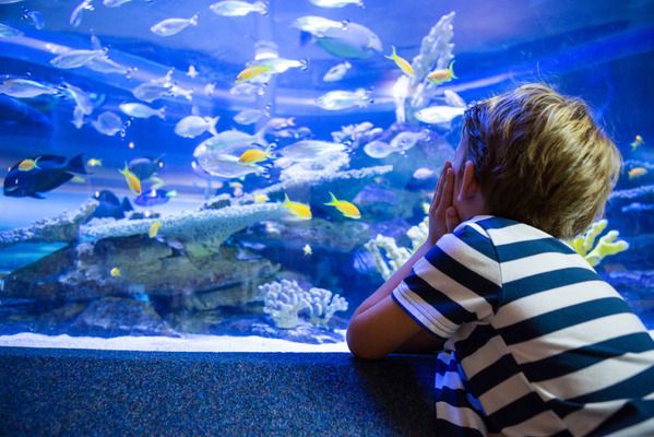 水族馆加盟店赚钱吗现在还能做吗知乎 水族馆百科（水族馆加盟） 第2张