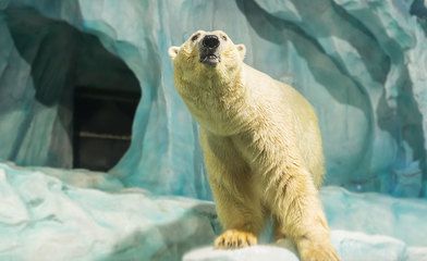 成都水族馆在哪里（成都水族馆亲子活动安排） 水族馆百科（水族馆加盟） 第4张