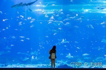 水族馆游玩文案（探索海底奥秘，与海洋生物零距离接触） 水族馆百科（水族馆加盟） 第1张