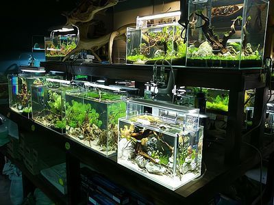 水族馆加盟店怎么样（水族馆加盟品牌对比分析水族馆加盟品牌对比分析） 水族馆百科（水族馆加盟） 第3张