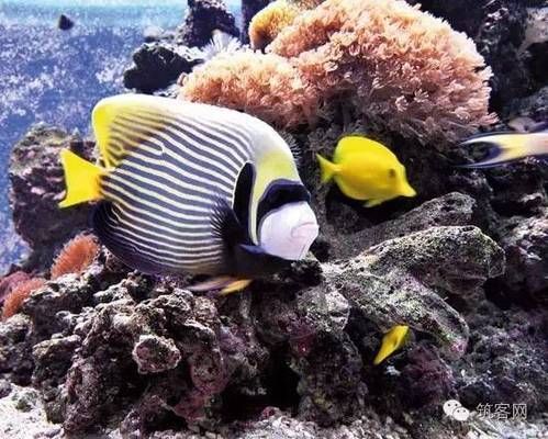 水族馆装饰（水族馆的装饰设计是提升游客体验的关键因素之一） 水族馆百科（水族馆加盟） 第1张