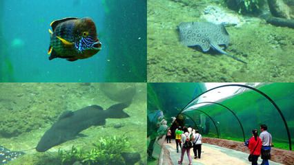 水族馆有哪些鱼的名字叫什么（水族馆中的鱼类） 水族馆百科（水族馆加盟） 第4张