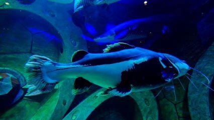 水族馆有哪些鱼的名字叫什么（水族馆中的鱼类） 水族馆百科（水族馆加盟） 第5张