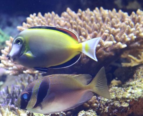 想开一家水族馆怎么开店（如何开设一家水族馆） 水族馆百科（水族馆加盟） 第5张