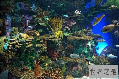 世界十大水族馆排名（世界十大水族馆排名，上海海洋水族馆隧道体验感受） 水族馆百科（水族馆加盟） 第3张