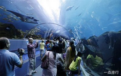 世界十大水族馆排名（世界十大水族馆排名，上海海洋水族馆隧道体验感受） 水族馆百科（水族馆加盟） 第1张