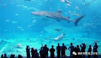 世界十大水族馆排名（世界十大水族馆排名，上海海洋水族馆隧道体验感受） 水族馆百科（水族馆加盟） 第5张