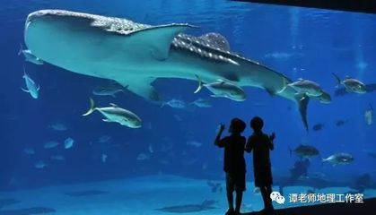 世界十大水族馆排名（世界十大水族馆排名，上海海洋水族馆隧道体验感受） 水族馆百科（水族馆加盟） 第4张