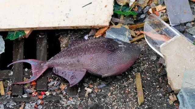 水族馆是卖鱼的吗（水族馆卖鱼的商业模式） 水族馆百科（水族馆加盟） 第5张