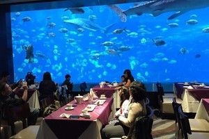 水族馆餐厅（上海海洋水族馆）