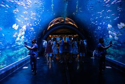 一个水族馆多少钱（开设一个水族馆成本的详细解析） 水族馆百科（水族馆加盟） 第4张