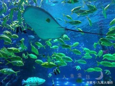 开一个水族馆多少钱人民币（开一个水族馆的成本可能在10万至20万元之间）