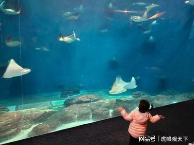 开一个水族馆多少钱人民币（开一个水族馆的成本可能在10万至20万元之间） 水族馆百科（水族馆加盟） 第5张