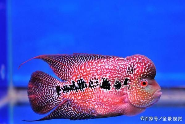 开一家水族馆能挣钱吗现在（开一家水族馆是否能挣钱取决于多种因素提供个性化服务） 水族馆百科（水族馆加盟） 第3张