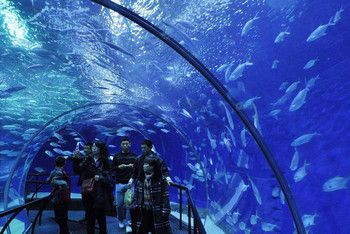 哪个水族馆好玩（上海海洋水族馆亲子活动安排,） 水族馆百科（水族馆加盟） 第4张