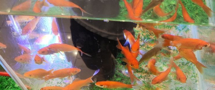 水族馆一般都有什么鱼（水族馆中常见的几种鱼类） 水族馆百科（水族馆加盟） 第3张