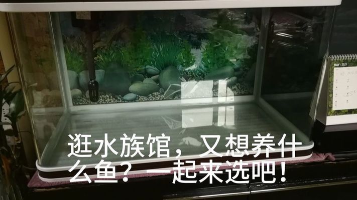 水族馆一般都有什么鱼（水族馆中常见的几种鱼类） 水族馆百科（水族馆加盟） 第2张